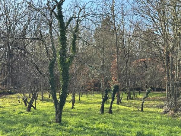 Terreno en Currás s/n