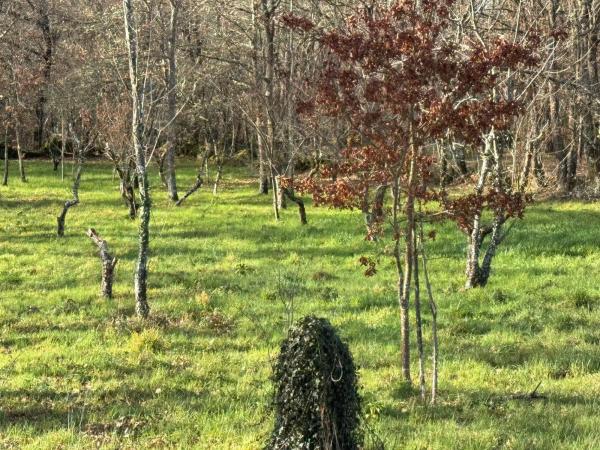 Terreno en Currás s/n