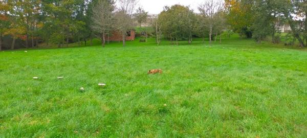 Terreno en Penalba s/n