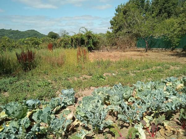 Terreno en Piñor s/n