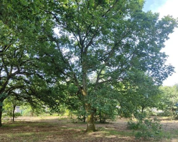 Terreno en 42.44543545600538, -7.8703713703445555, 42 maps