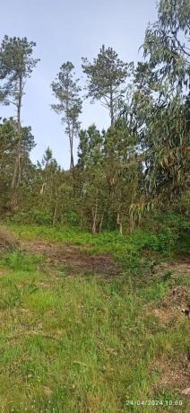 Terreno en calle Xestosa, 331