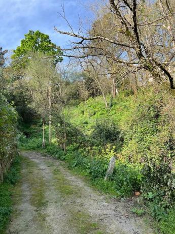 Terreno en avenida de Celanova, 134
