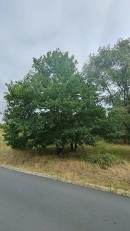 Terreno en San Cibrao das Viñas