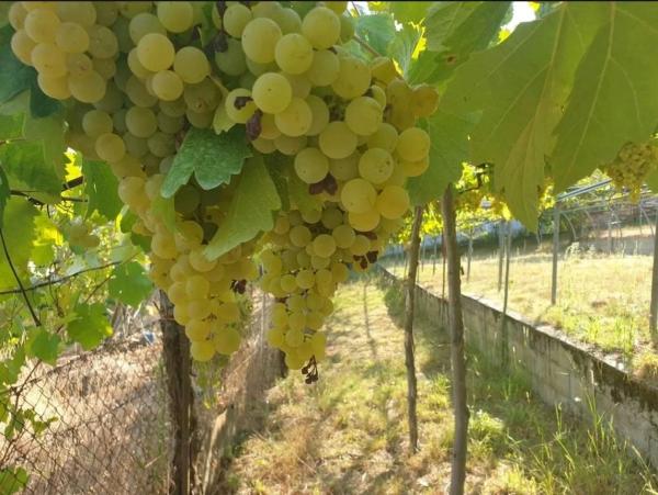 Terreno en calle Santa Ana