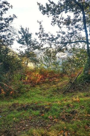 Terreno en Baldomar s/n monte