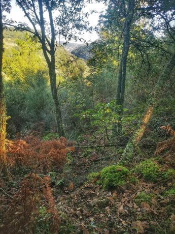 Terreno en Baldomar s/n monte