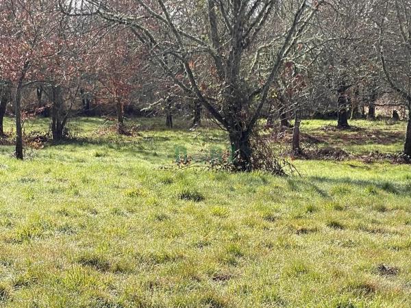 Terreno en Pereiro de Aguiar