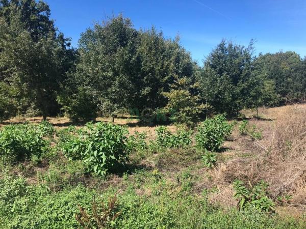 Terreno en Pereiro de Aguiar