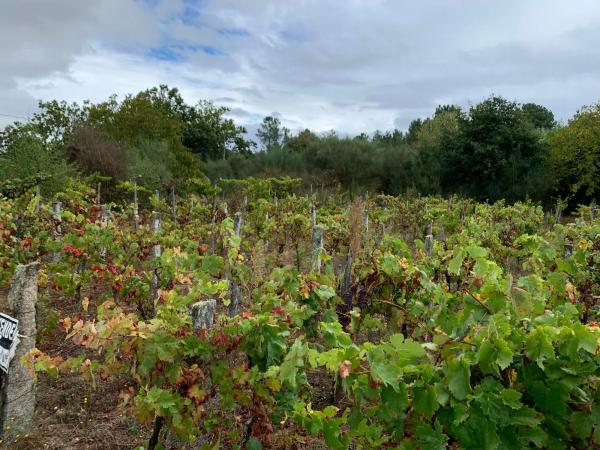 Terreno en Santa Comba suelo poligono 51, parcela 414, 414