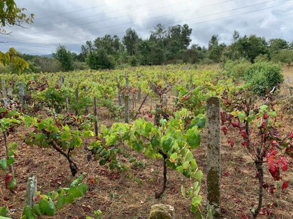 Terreno en Santa Comba suelo poligono 51, parcela 414, 414