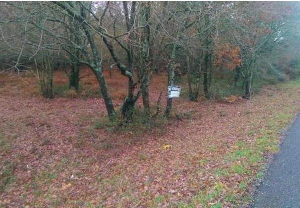Terreno en carretera de Amoeiro, km 71