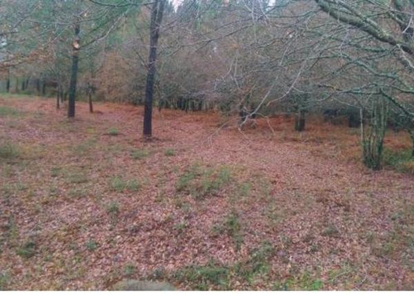 Terreno en carretera de Amoeiro, km 71