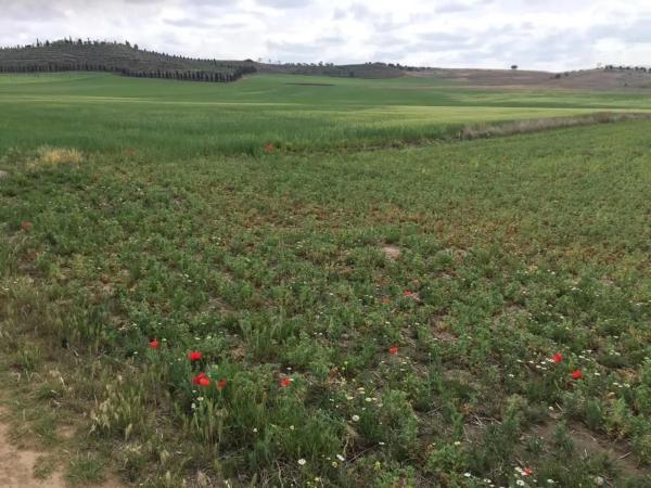 Terreno en calle Valdelayegua, 5