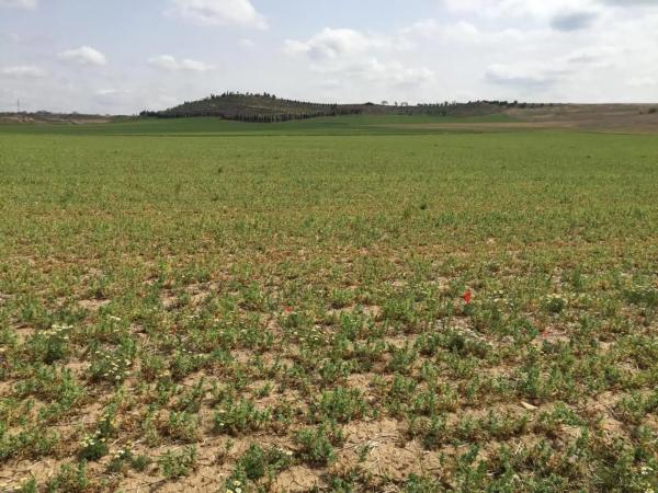 Terreno en calle Valdelayegua, 88