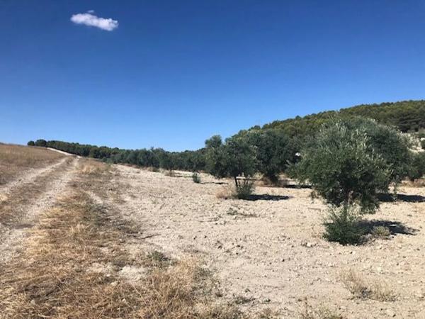 Terreno en Mejorada del Campo