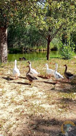 Terreno en camino Dehesa Vieja