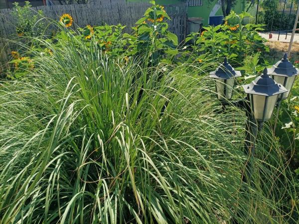 Terreno en el tallar, 44