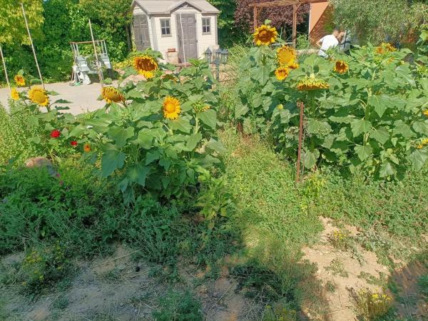 Terreno en el tallar, 44