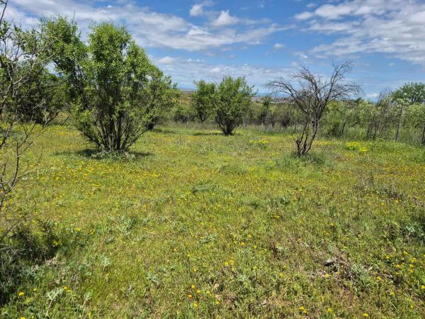 Terreno en camino de Alcala, 12