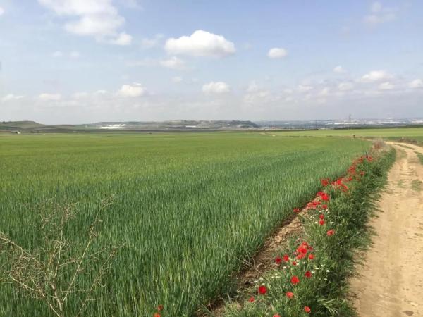 Terreno en calle Valdelayegua