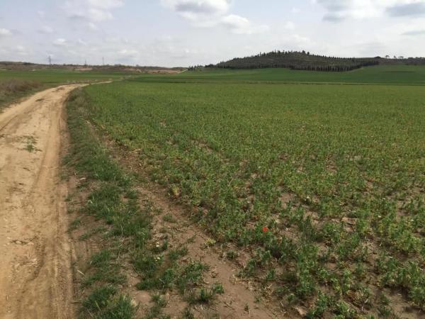 Terreno en calle Valdelayegua