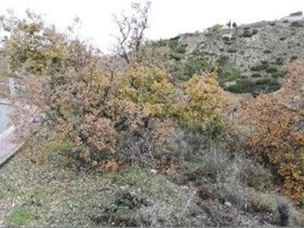 Terreno en calle Madreselva