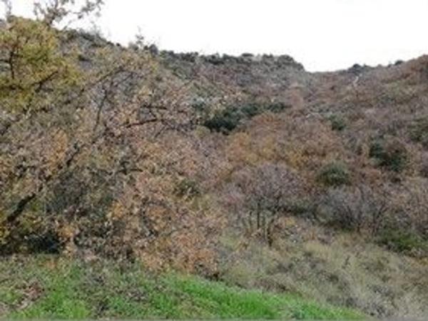 Terreno en calle Madreselva