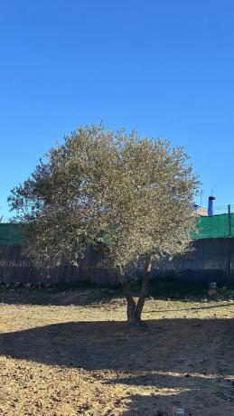 Terreno en calle Jilguero, 7
