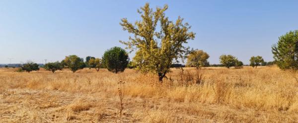 Terreno en carretera Ajalvir Centro Comercial s/n