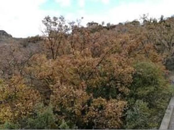 Terreno en calle Fresno