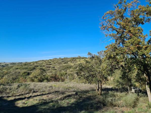 Terreno en calle Mirto, 8