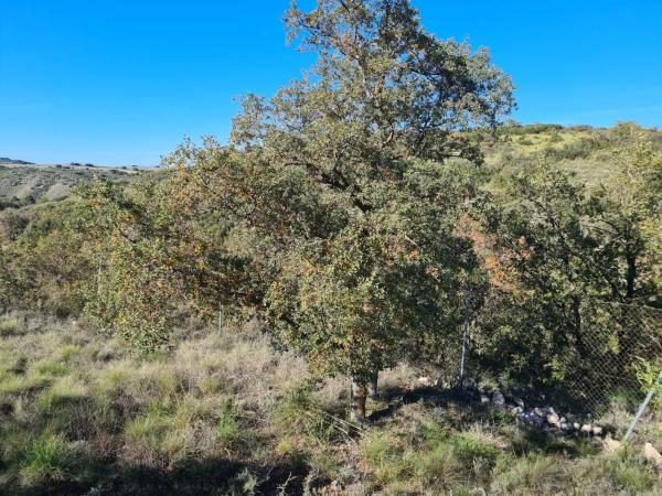 Terreno en calle Mirto, 8