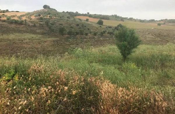 Terreno en calle la Olivilla