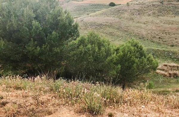 Terreno en calle la Olivilla