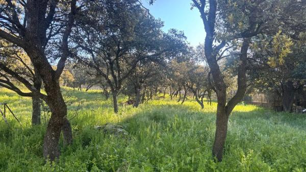 Terreno en Alpedrete