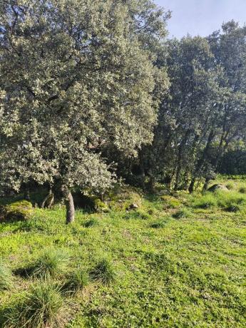 Terreno en calle de los Nogales