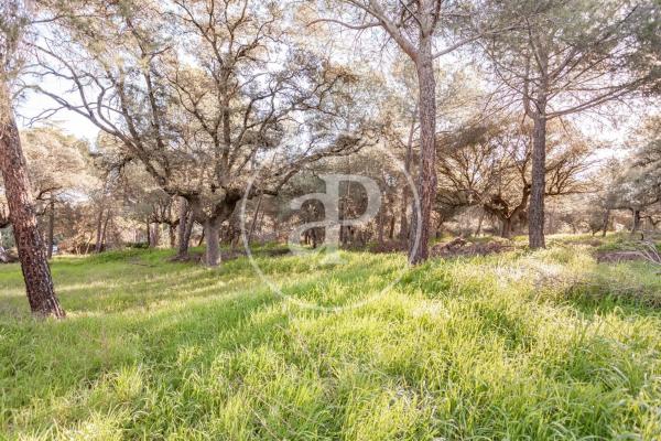 Terreno en Valdepastores - Las Encinas