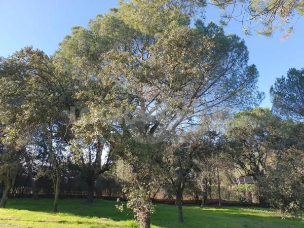 Terreno en Valdepastores - Las Encinas