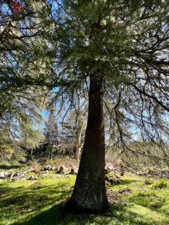 Terreno en Cercedilla