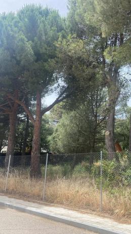 Terreno en camino de Navacerrada, 11