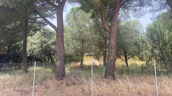 Terreno en camino de Navacerrada, 11