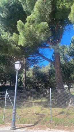 Terreno en camino de Navacerrada, 11