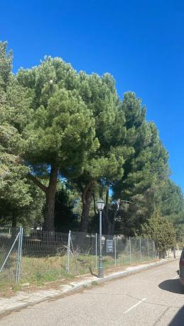 Terreno en camino de Navacerrada, 11