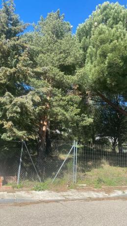 Terreno en camino de Navacerrada, 11