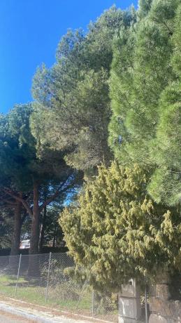 Terreno en camino de Navacerrada, 11