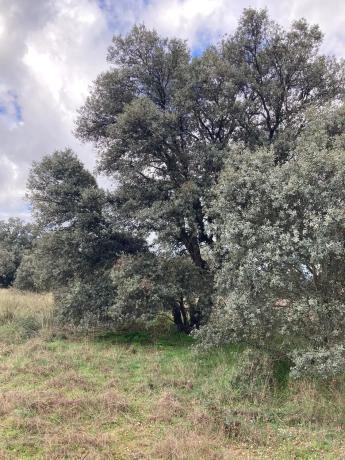 Terreno en Sotogrande de Abajo, 3