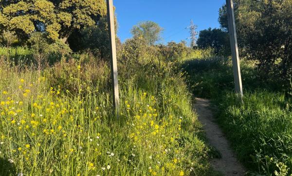 Terreno en calle Golondrinas, 5 -a