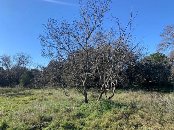 Terreno en calle las Encinas, 16