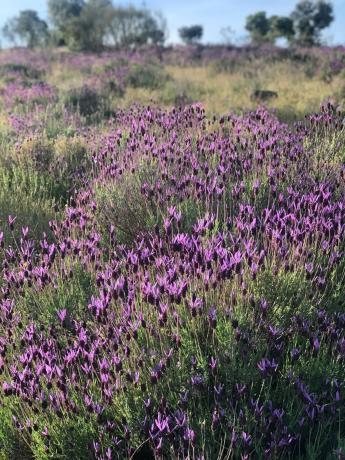 Terreno en Colmenarejo